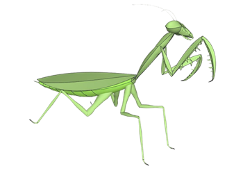 [动物]螳螂昆虫 草图大师素材库