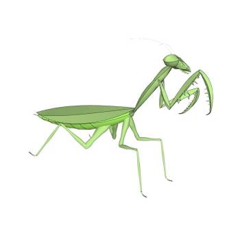 螳螂昆虫动物SU模型 SU模型下载