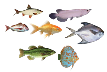 [动物]观赏鱼海鱼 SU组件库