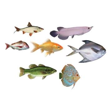 观赏鱼海鱼动物SU模型 SU模型下载