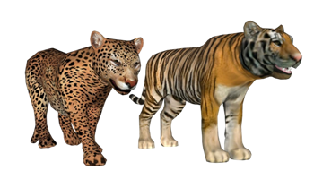 [动物]美洲豹子和老虎 SU免费模型下载