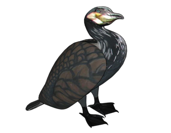 [动物]鸬鹚鸟 SU素材库