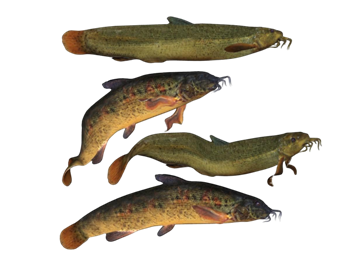 [动物]泥鳅鱼 su模型素材