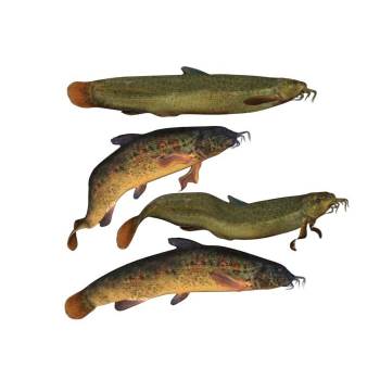 泥鳅鱼动物SU模型 SU模型下载