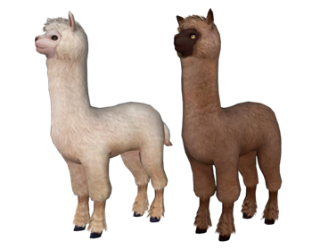 [动物]可爱的羊驼 草图大师模型素材