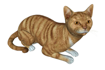 [动物]橘色虎斑猫橘猫 SU模型素材网站