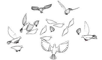 [动物]和平鸽子鸟 su模型素材免费