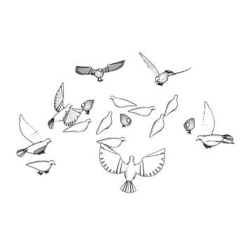 和平鸽子鸟动物SU模型 SU模型下载