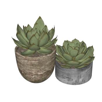 多肉植物盆栽植物SU模型 SU模型下载