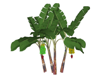 [植物]芭蕉树香蕉树 SU模型资源