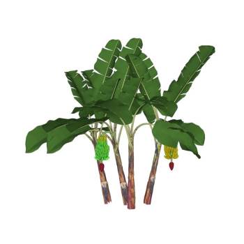 芭蕉树香蕉树植物SU模型 SU模型下载