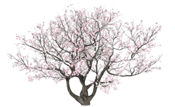[植物]日本樱花树 草图大师模型