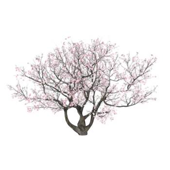 日本樱花树植物SU模型 SU模型下载