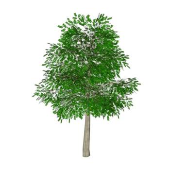 小叶树木植物SU模型 SU模型下载