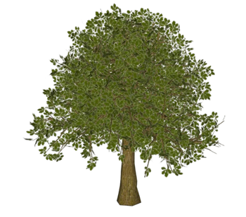 [植物]橡树木 SU模型分享