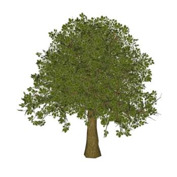 橡树木植物SU模型 SU模型下载