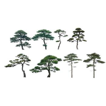 2d迎客松树植物SU模型 SU模型下载