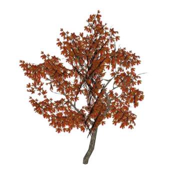 红枫槭树枫树植物SU模型 SU模型下载