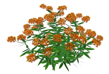 [植物]观赏植物 草图大师模型库