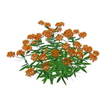 观赏植物植物SU模型 SU模型下载