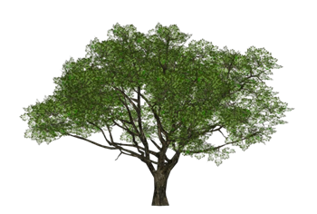 [植物]樟树 草图大师模型库