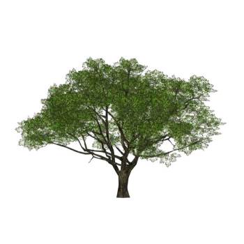 樟树植物SU模型 SU模型下载