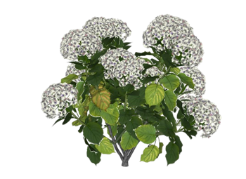 [植物]白色绣球花 草图大师模型