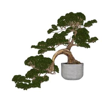 松柏盆景盆栽植物SU模型 SU模型下载