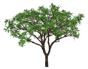 [植物]梨花树 草图大师素材库