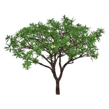 梨花树植物SU模型 SU模型下载