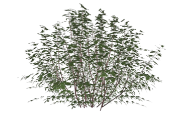 [植物]文竹天门冬 SU模型分享