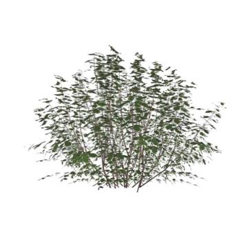 文竹天门冬植物SU模型 SU模型下载