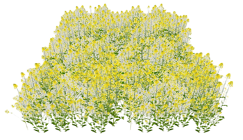 [植物]油菜地菜花 SU模型素材网站