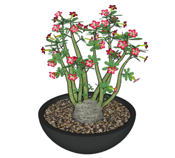 [植物]沙漠玫瑰盆栽 草图大师模型库