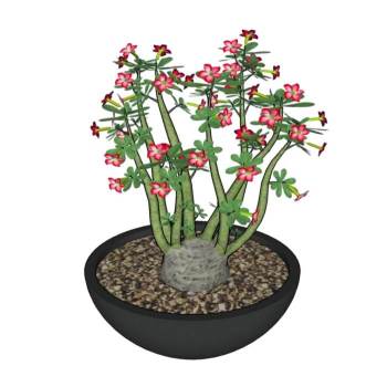 沙漠玫瑰盆栽植物SU模型 SU模型下载