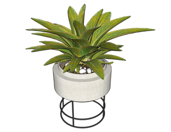 [植物]金钻蔓绿绒 SU素材库