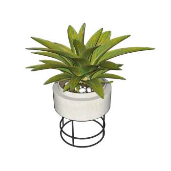 金钻蔓绿绒植物SU模型 SU模型下载