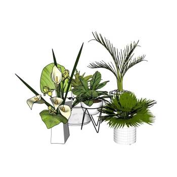室内观叶与开花植物植物SU模型 SU模型下载