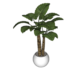 [植物]海芋花盆 免费SU模型