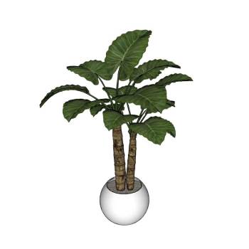 海芋花盆植物SU模型 SU模型下载