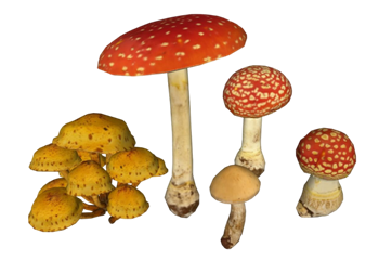 [植物]蘑菇 草图大师模型库