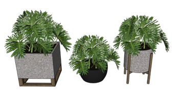 [植物]白脉竹芋盆栽花盆 su模型素材免费