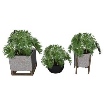 白脉竹芋盆栽花盆植物SU模型 SU模型下载