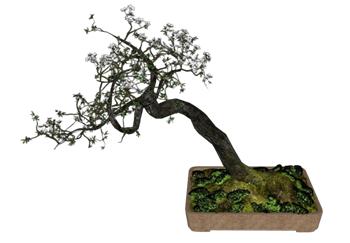 [植物]六月雪盆景盆栽 SU模型素材网站