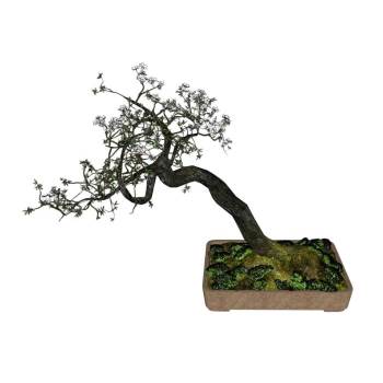 六月雪盆景盆栽植物SU模型 SU模型下载