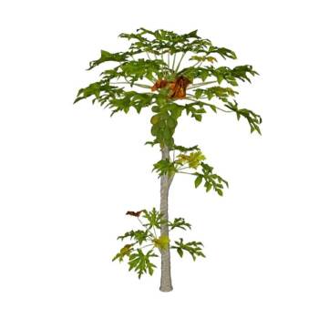 木瓜树植物SU模型 SU模型下载