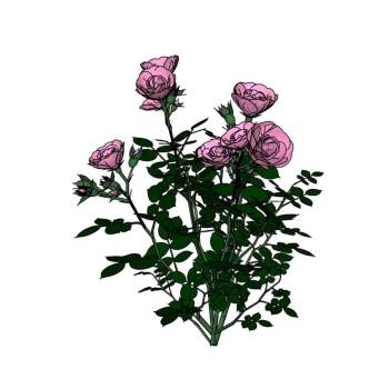 粉色玫瑰花植物SU模型 SU模型下载
