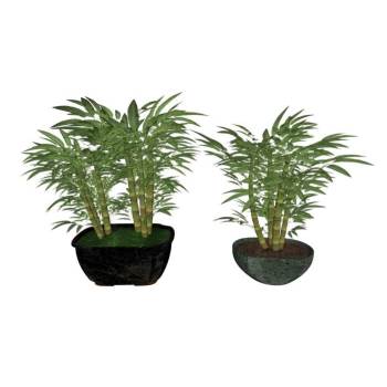 文竹盆栽盆景植物SU模型 SU模型下载