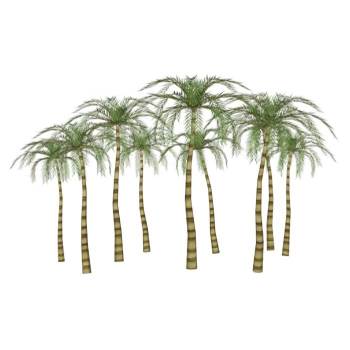 热带椰树植物SU模型 SU模型下载