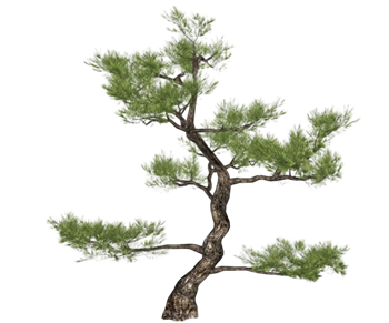 [景观]迎客松树 SU免费模型下载